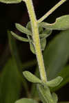 Toothed whitetop aster 